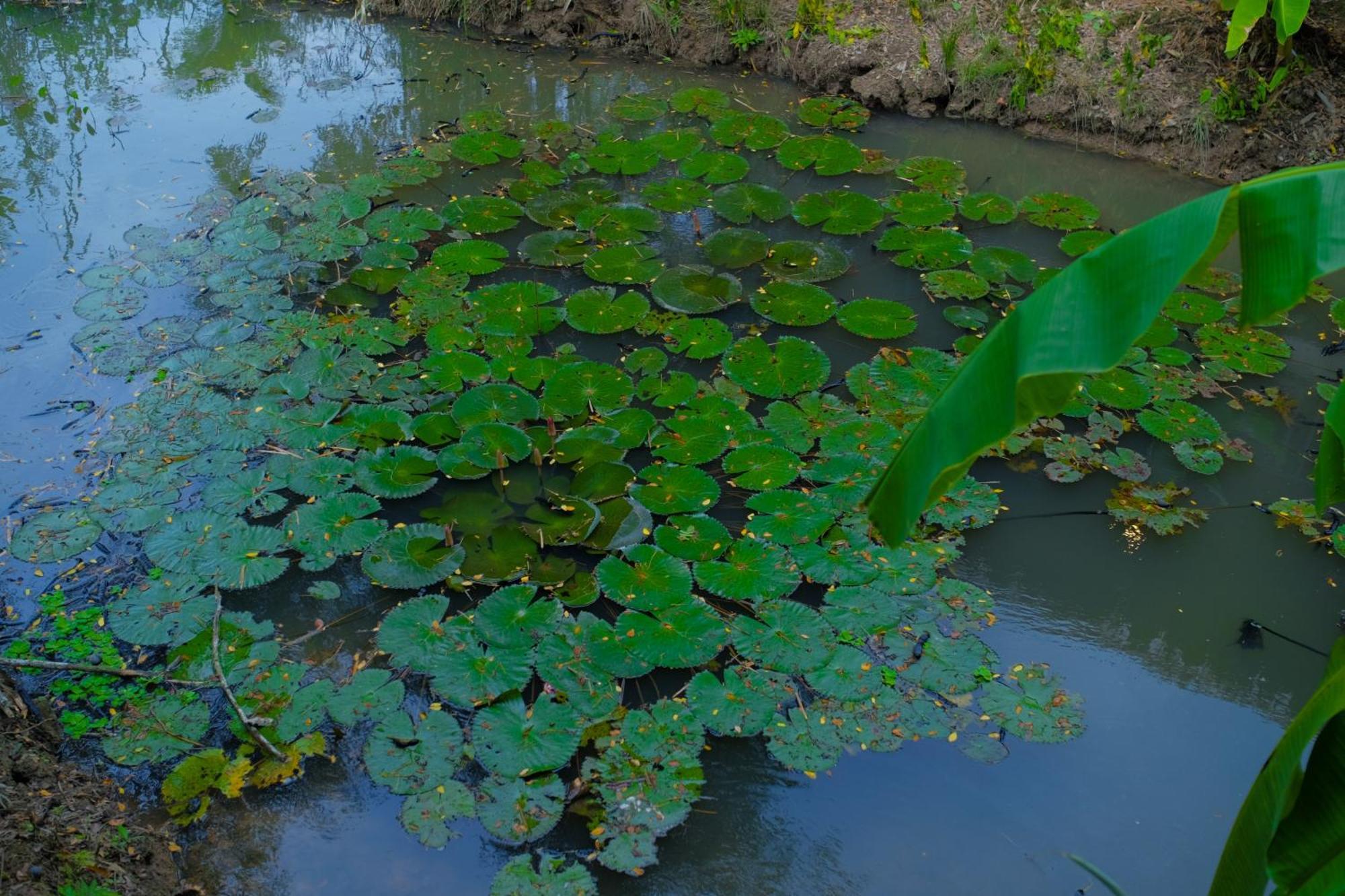 Hometravel Mekong Can Tho Εξωτερικό φωτογραφία